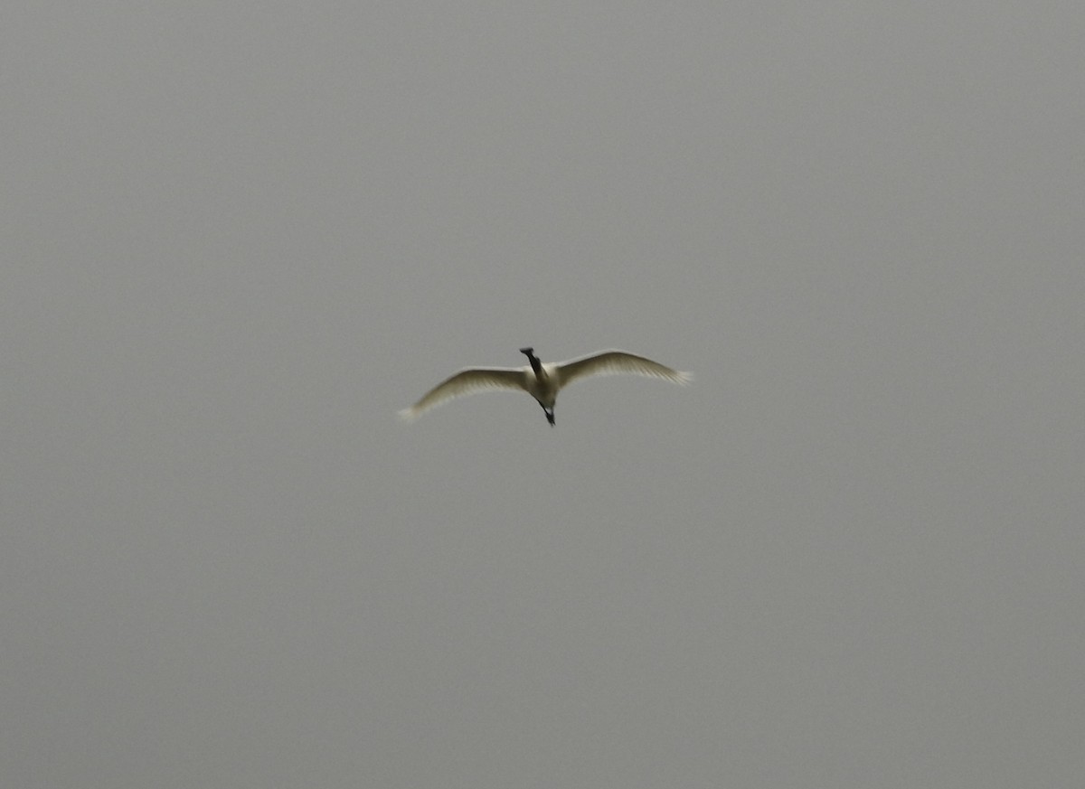 Косар королівський - ML647638518