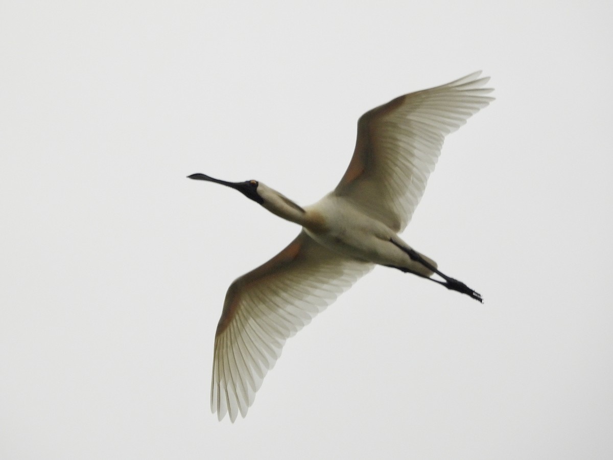 Косар королівський - ML647638537