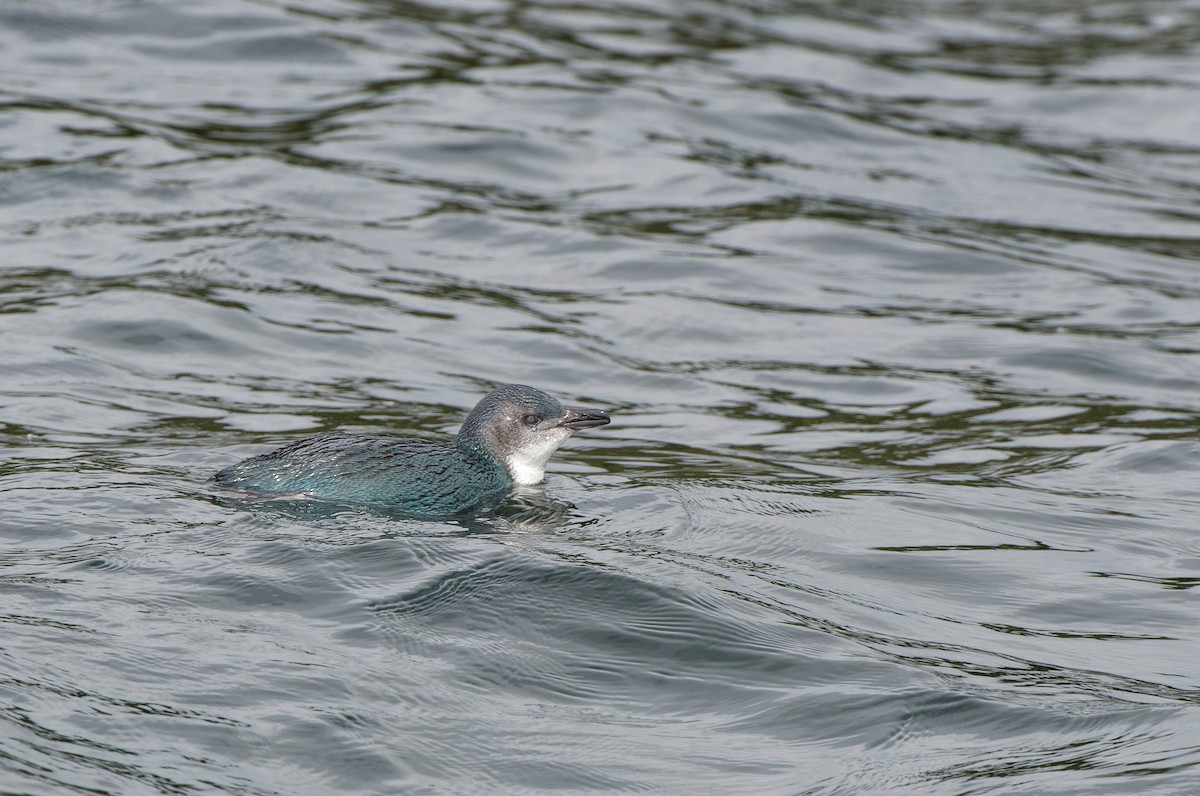 Little Penguin - ML647638608