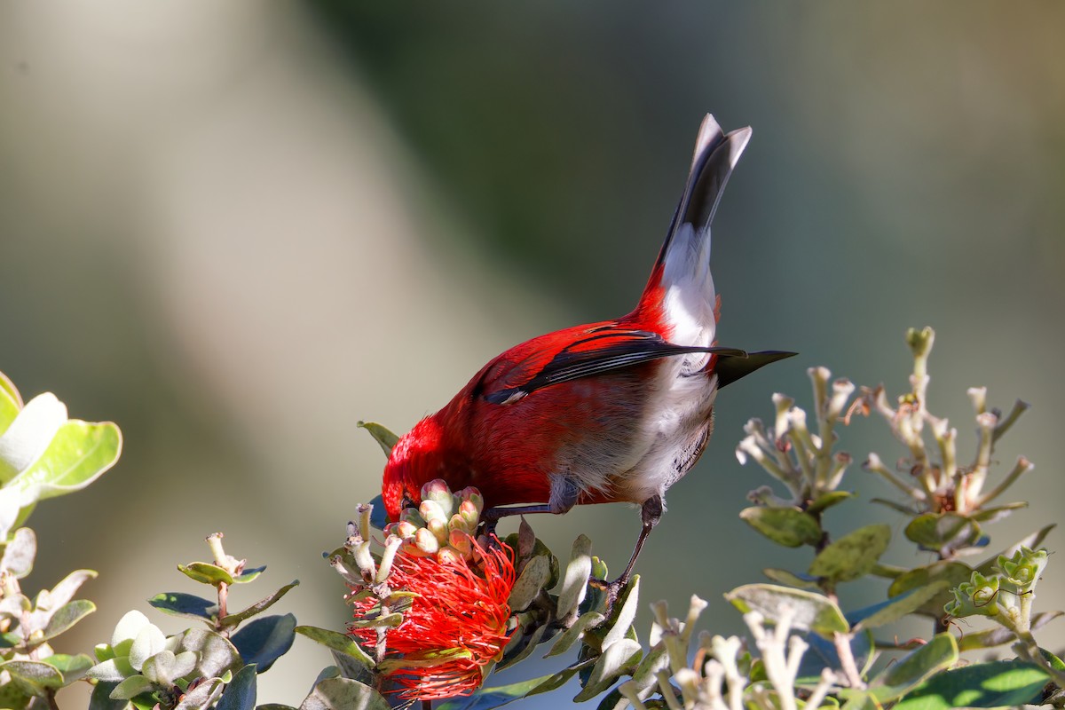 šatovník karmínový - ML647638615