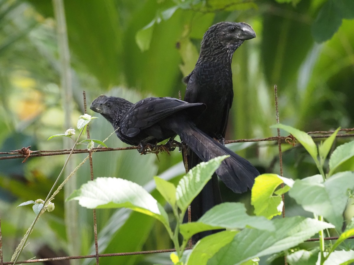 Smooth-billed Ani - ML647638618