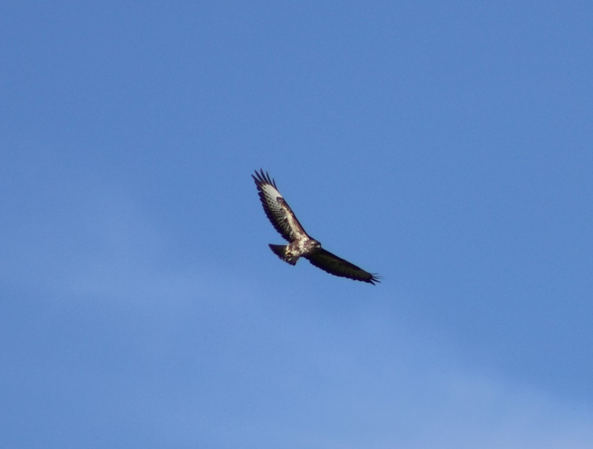 Common Buzzard (Azores) - ML647638620