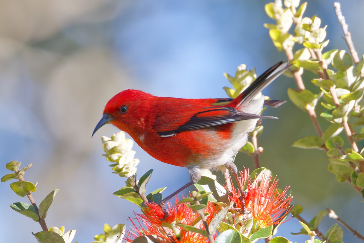 šatovník karmínový - ML647638635