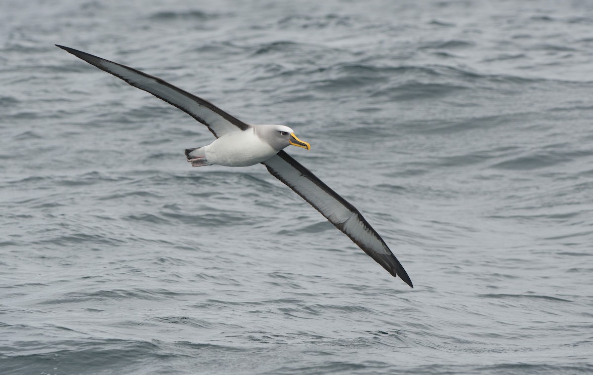 Buller's Albatross - ML647638644