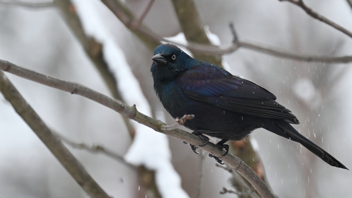 Purpurgrackel - ML647638647