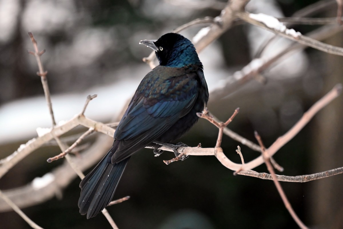 Purpurgrackel - ML647638651