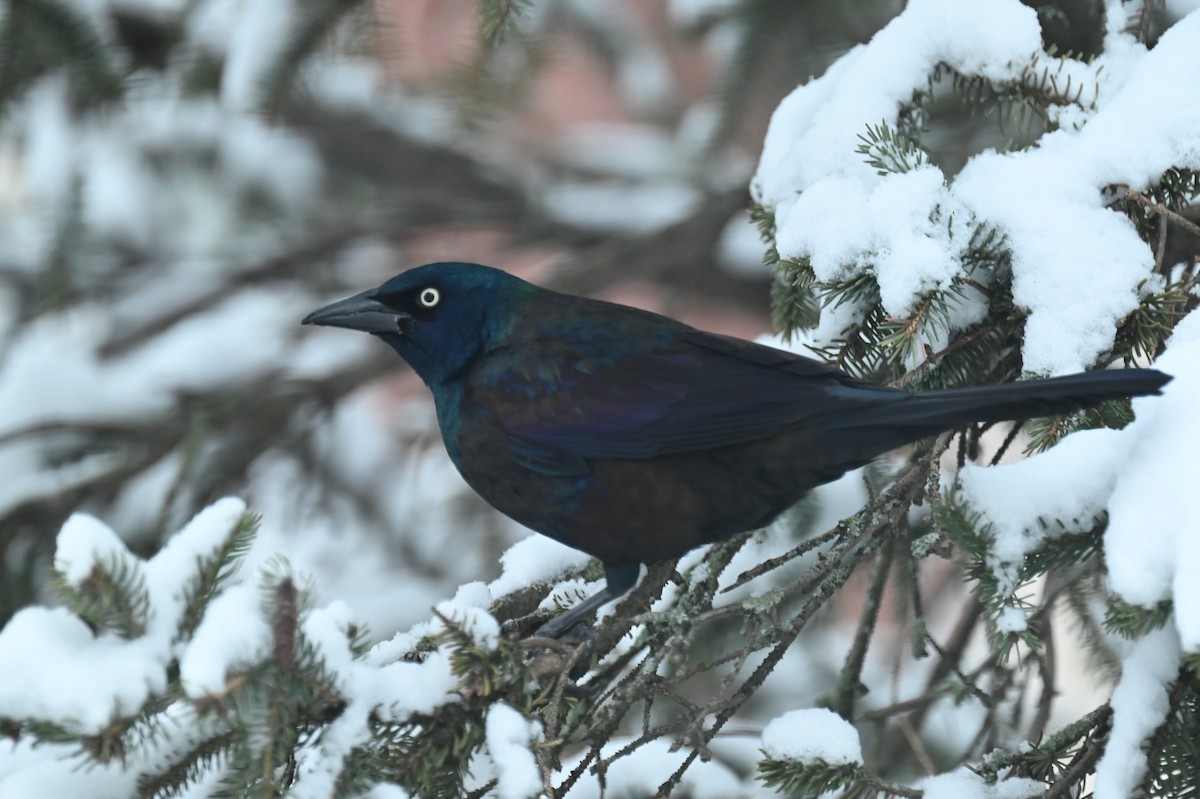 Purpurgrackel - ML647638652