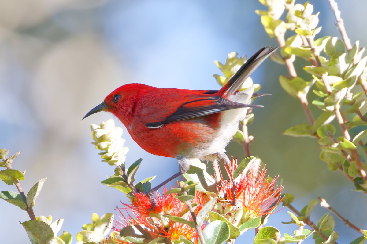 šatovník karmínový - ML647638653