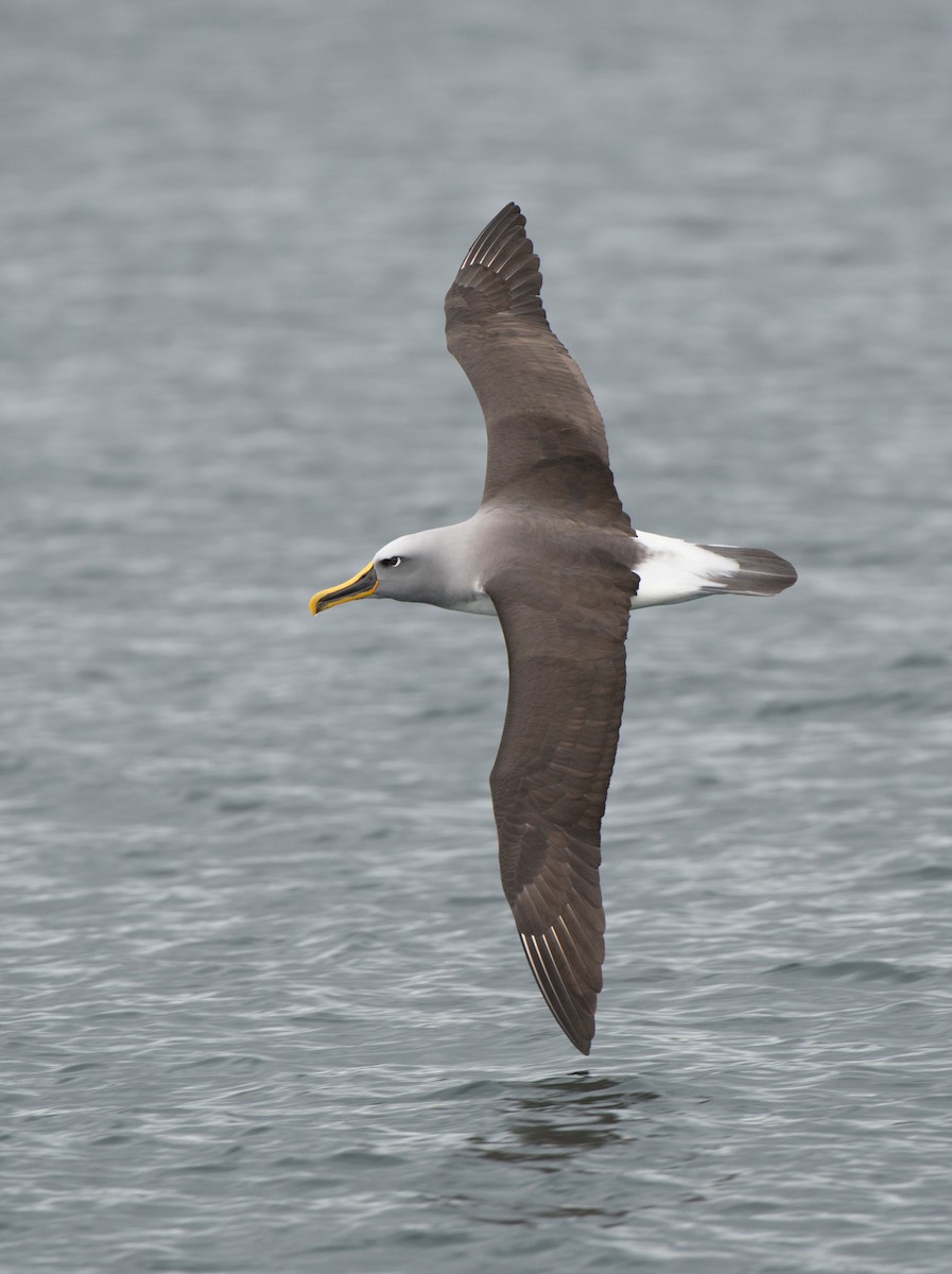 Buller's Albatross - ML647638654