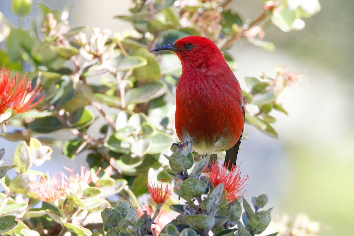 šatovník karmínový - ML647638657