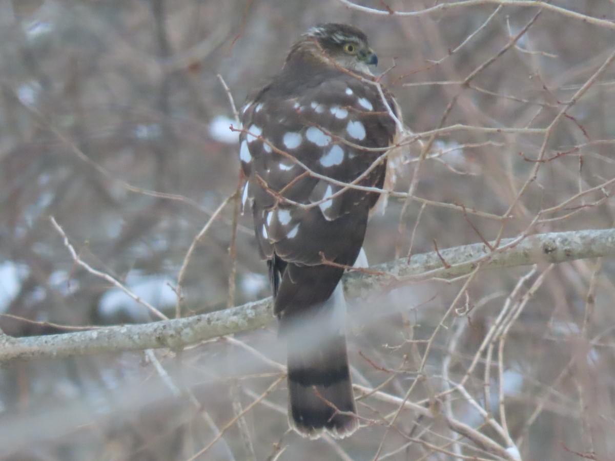 Épervier brun - ML647638660