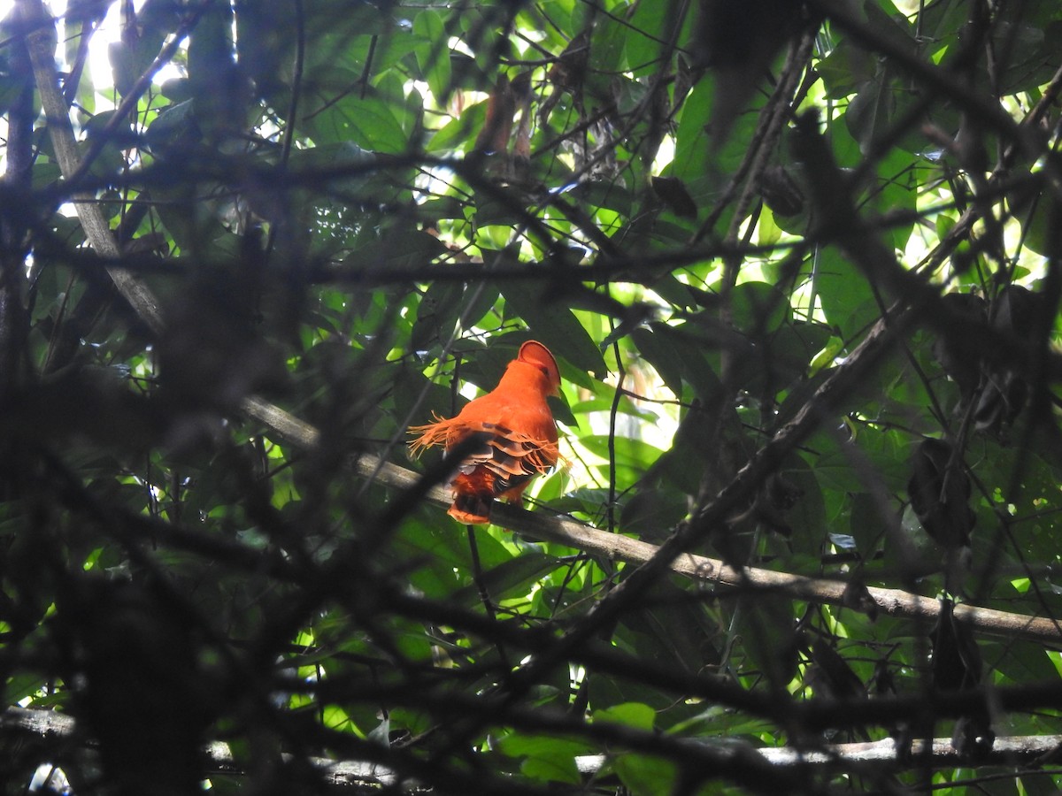 Guianan Cock-of-the-rock - ML647638668