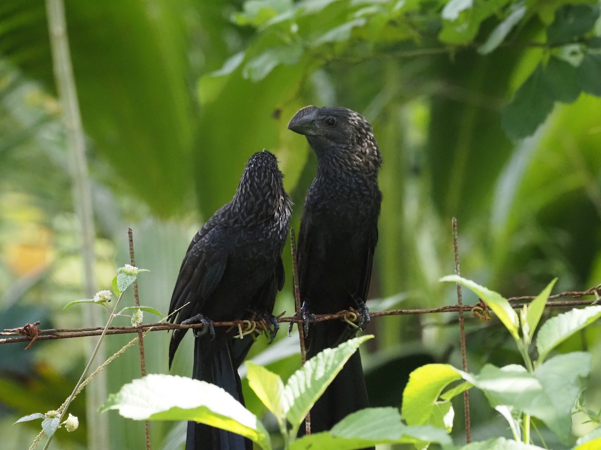 Smooth-billed Ani - ML647638672