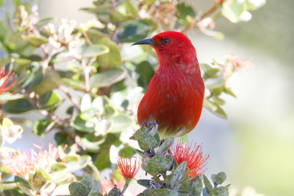 šatovník karmínový - ML647638673