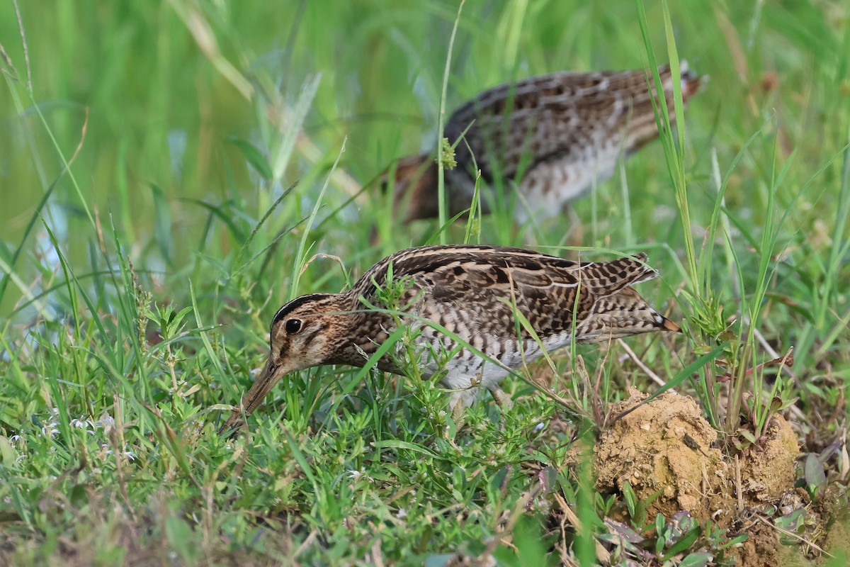 Bécassine de Swinhoe ou B. à queue pointue - ML647638679