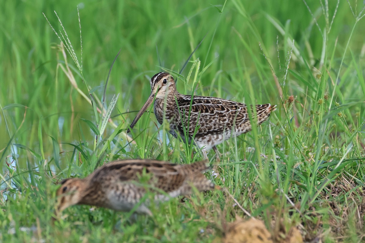Bécassine de Swinhoe ou B. à queue pointue - ML647638681