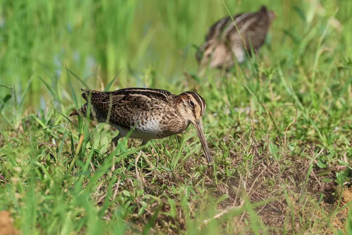 Bécassine de Swinhoe ou B. à queue pointue - ML647638683