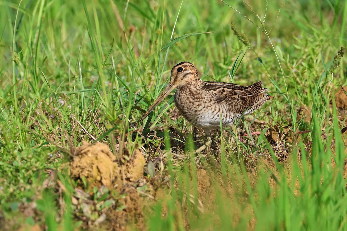 Swinhoe's/Pin-tailed Snipe - ML647638685