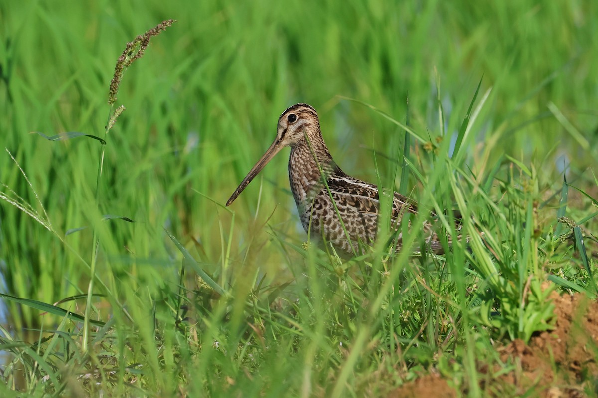 Bécassine de Swinhoe ou B. à queue pointue - ML647638686