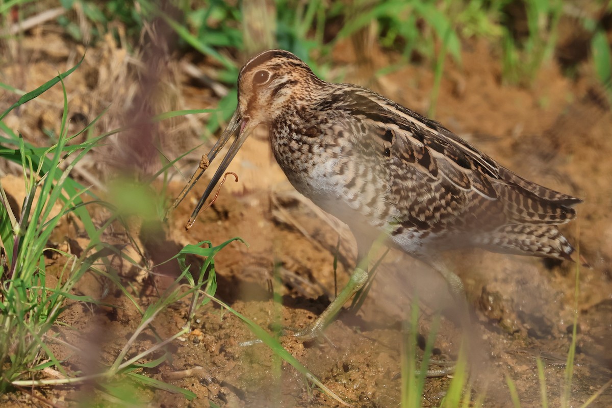 Bécassine de Swinhoe ou B. à queue pointue - ML647638688