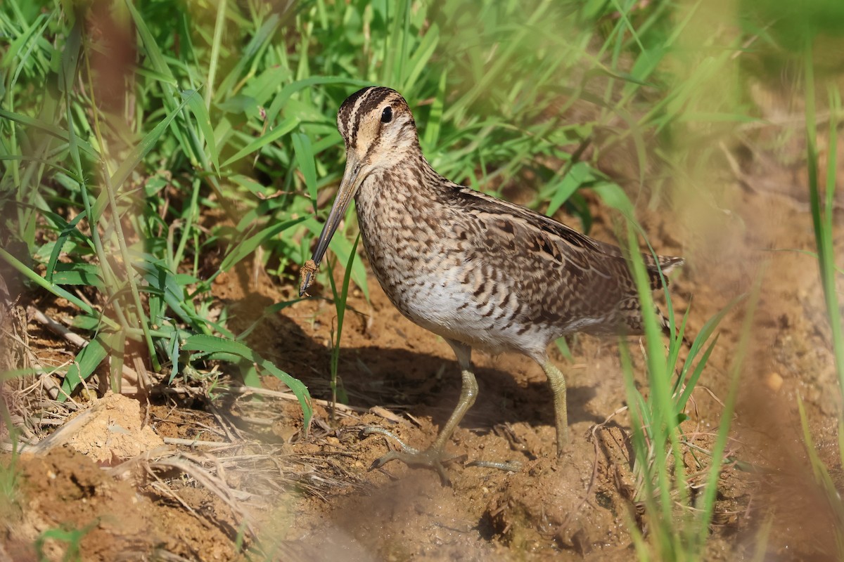 Swinhoe's/Pin-tailed Snipe - ML647638689