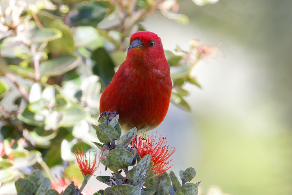 šatovník karmínový - ML647638696