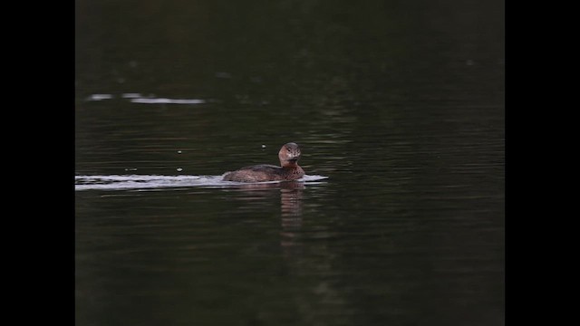 Pied-billed Grebe - ML647638702
