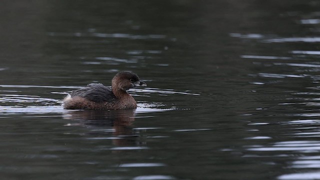 Pied-billed Grebe - ML647638703