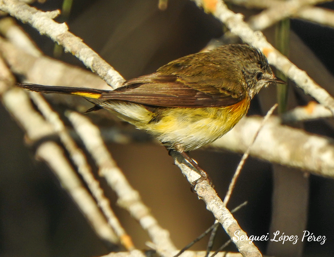 Kızıl Kuyruklu Ötleğen - ML647638704