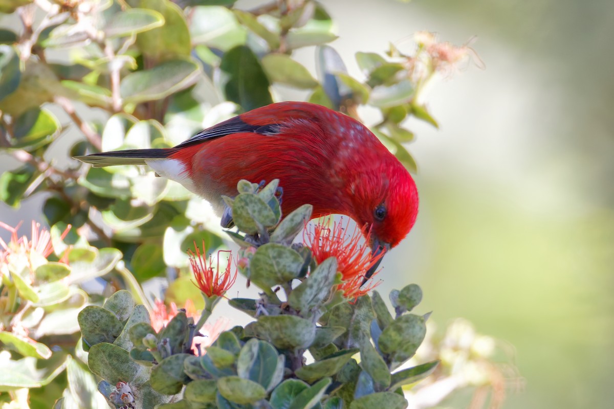 šatovník karmínový - ML647638709