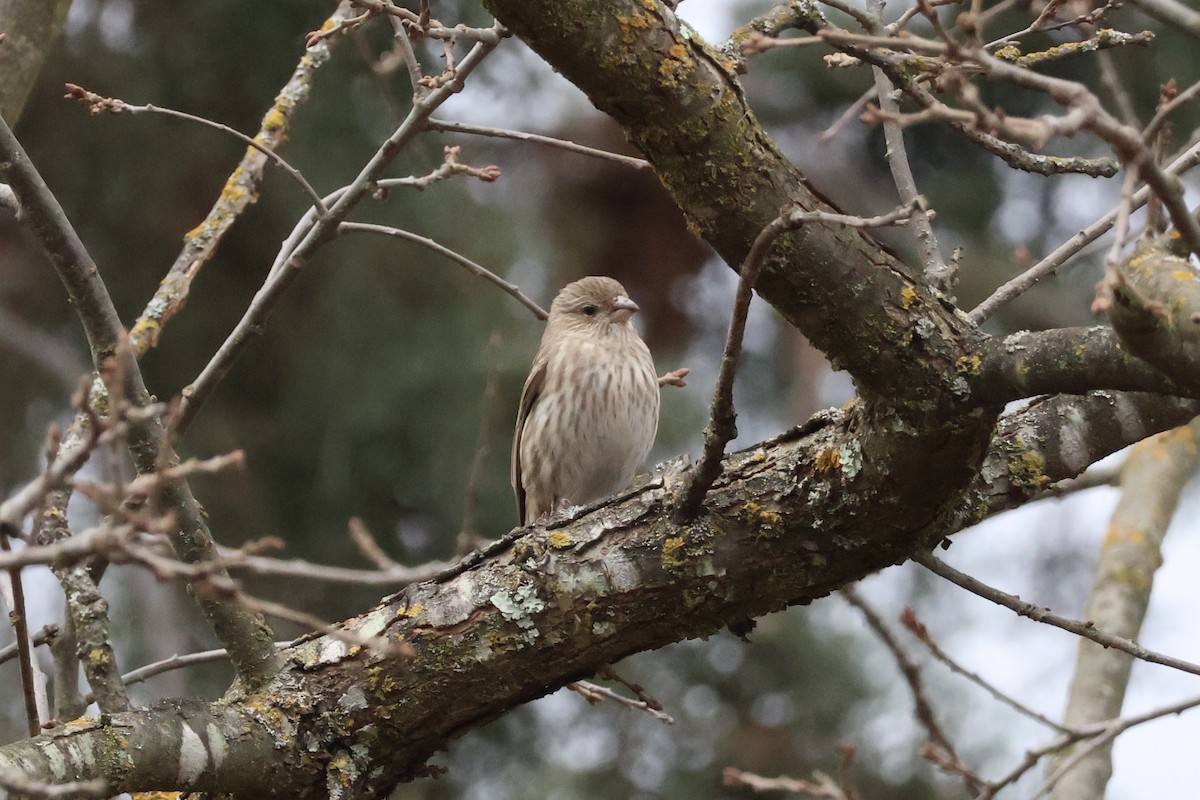 Roselin familier - ML647638711