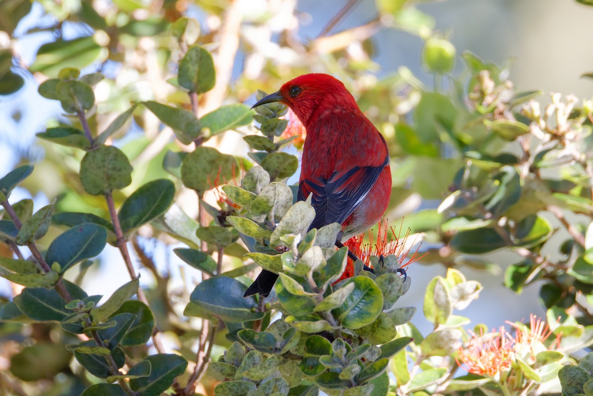 šatovník karmínový - ML647638712