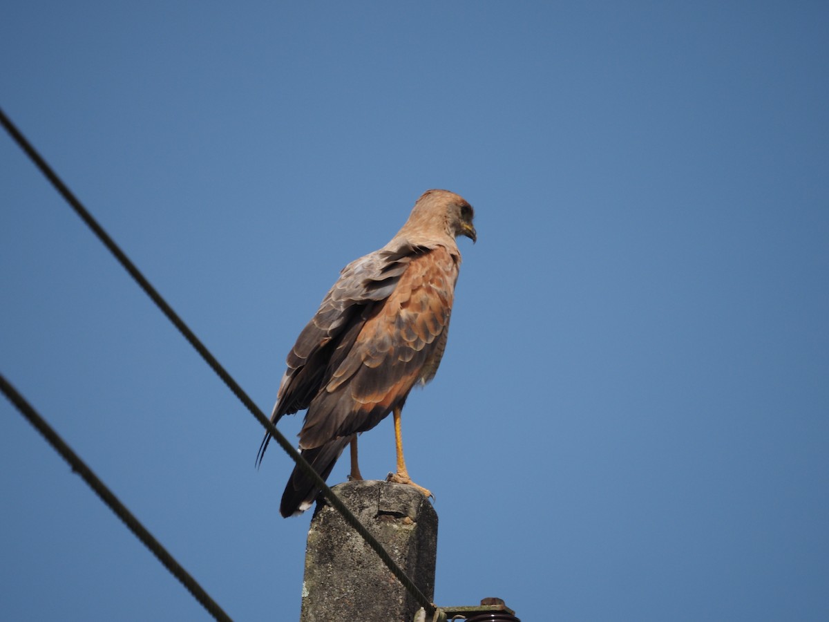 Busardo Sabanero - ML647638720