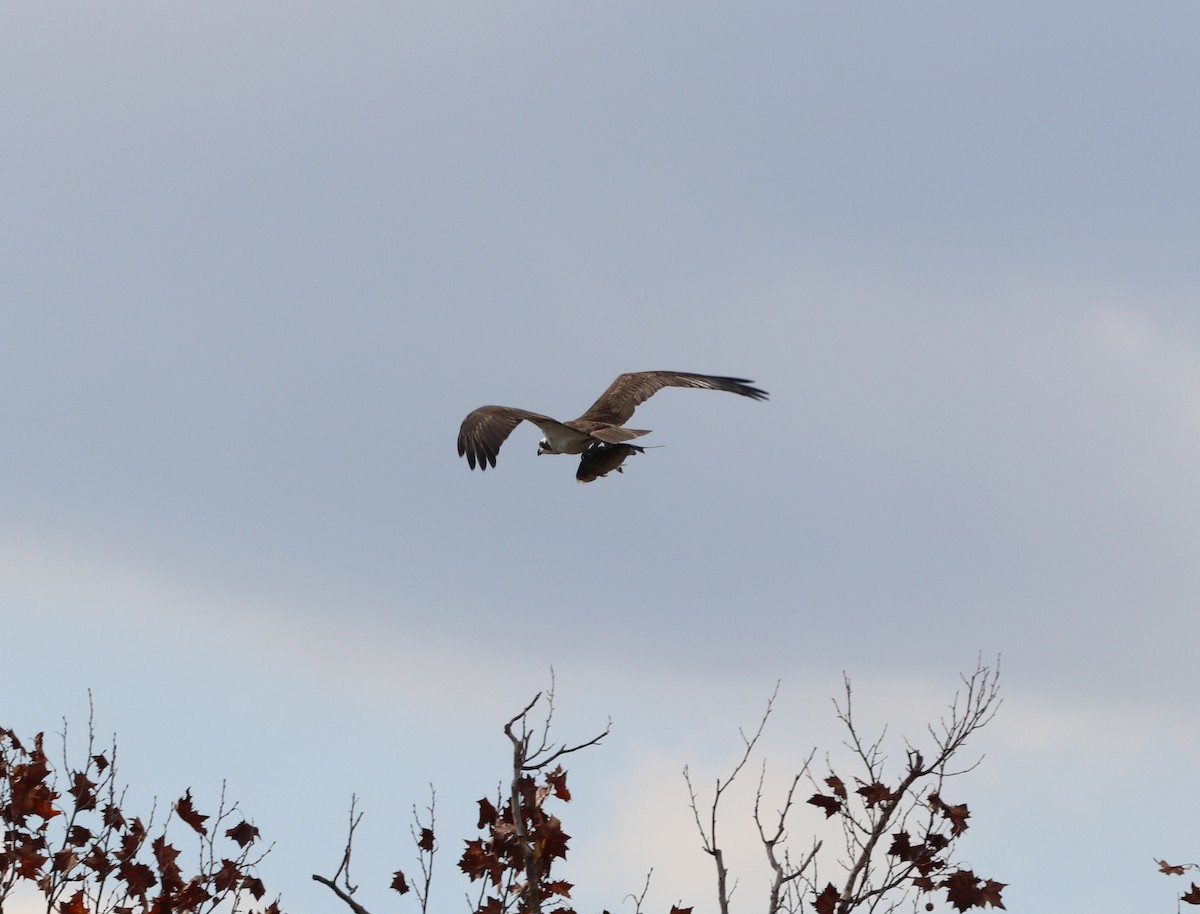 Balbuzard pêcheur - ML647638723