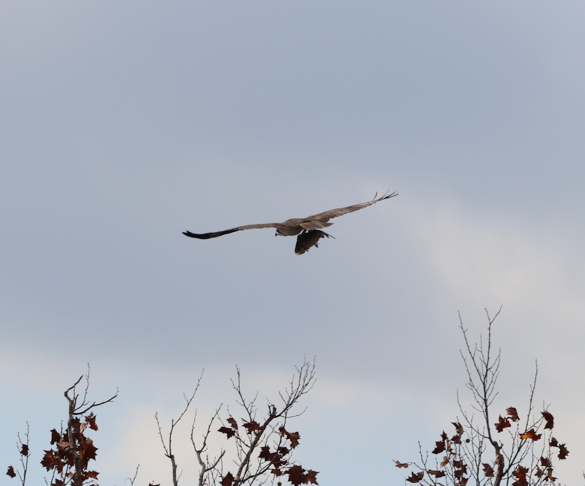 Balbuzard pêcheur - ML647638724