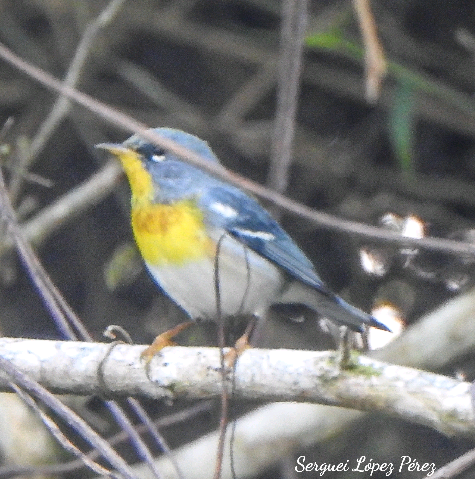 Paruline à collier - ML647638727
