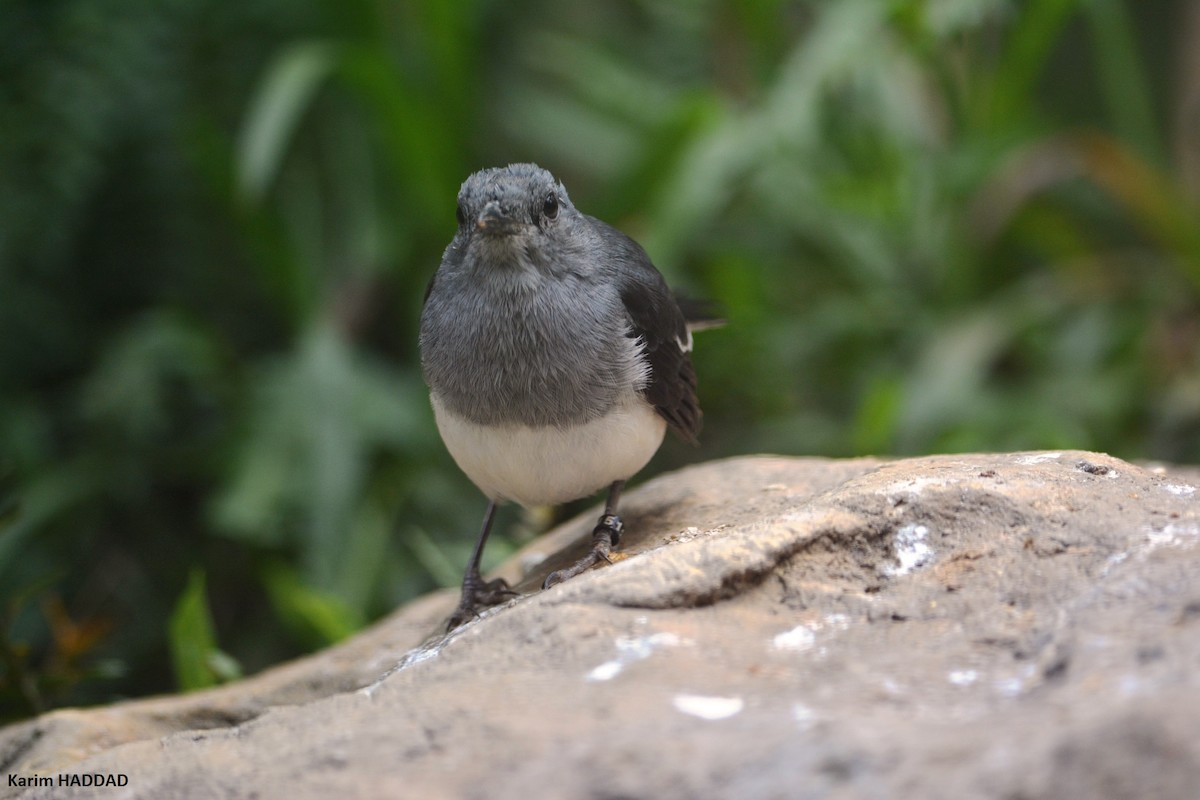 Shama dayal - ML647638728