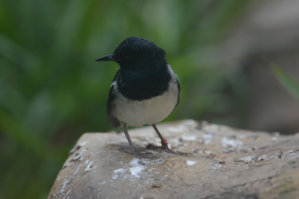 Shama dayal - ML647638729