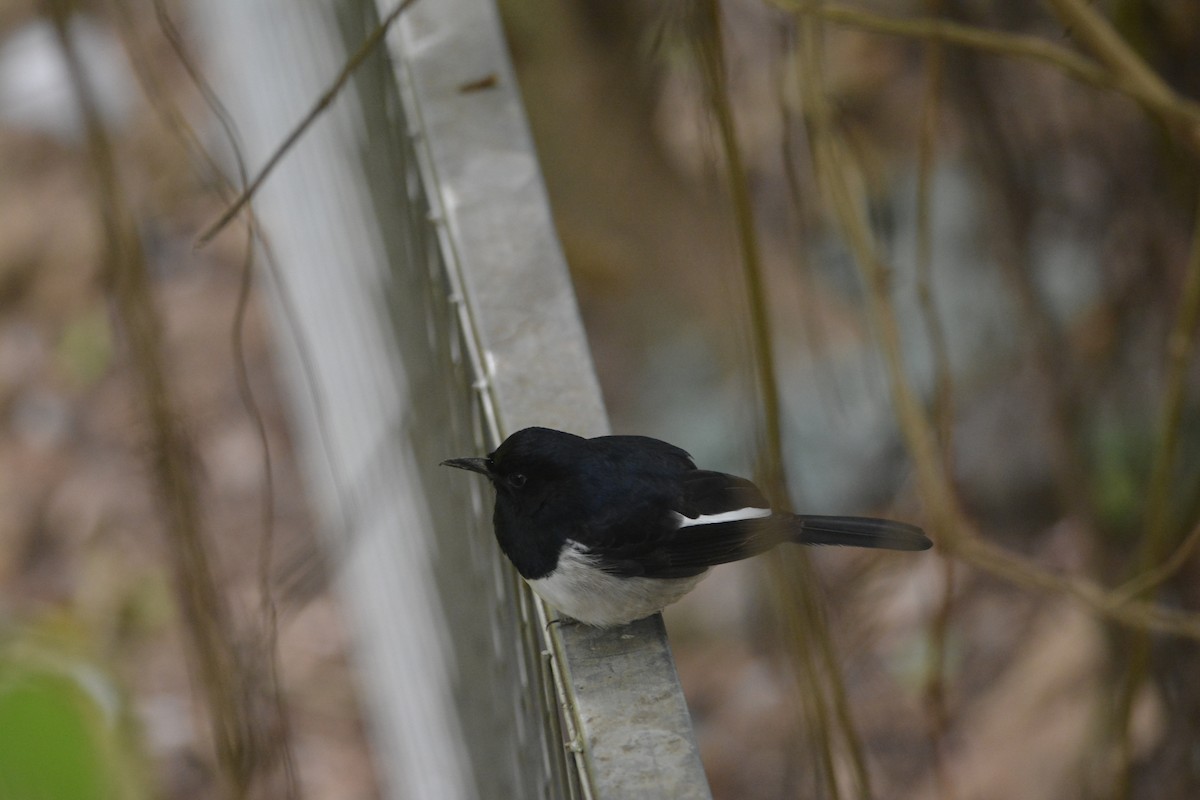 Shama dayal - ML647638731