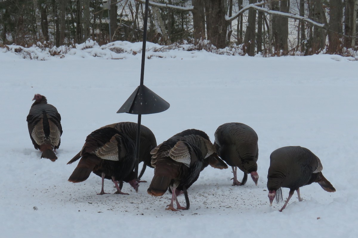 Dindon sauvage - ML647638733