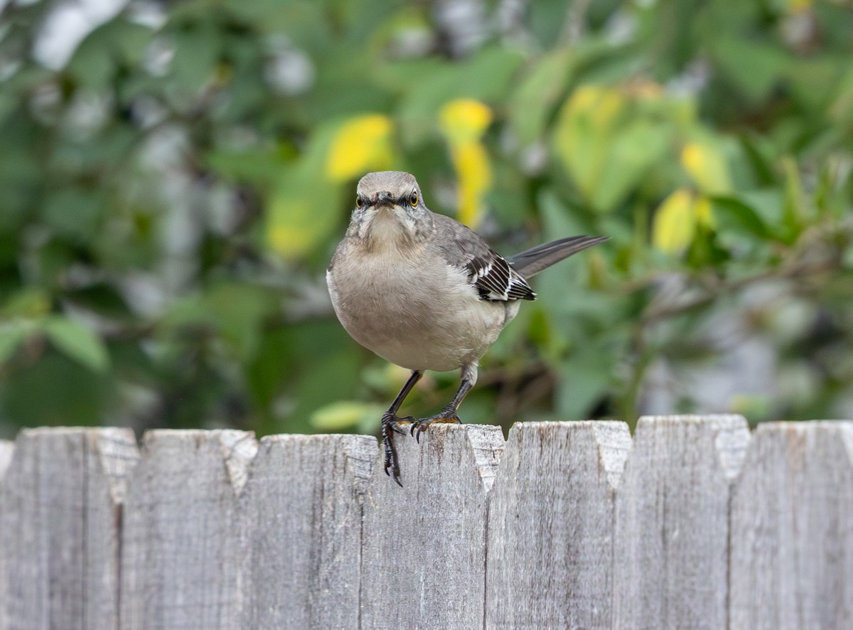 Moqueur polyglotte - ML647638734
