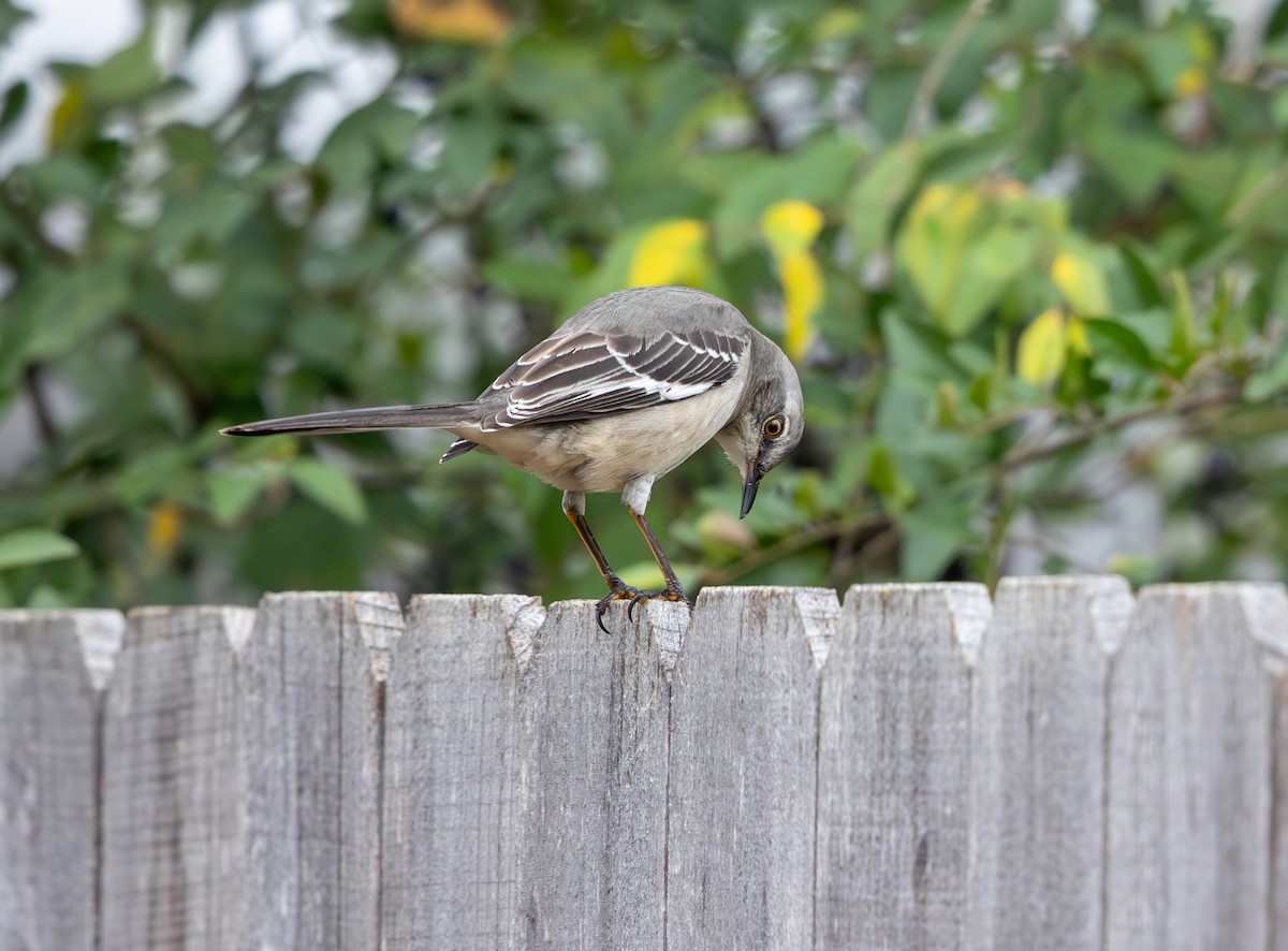 Moqueur polyglotte - ML647638735