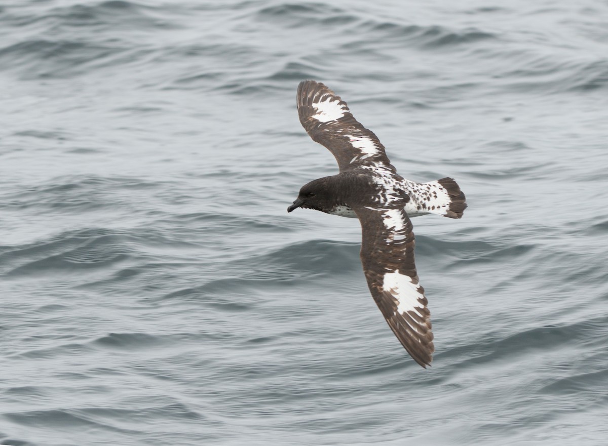 Damier du Cap - ML647638736