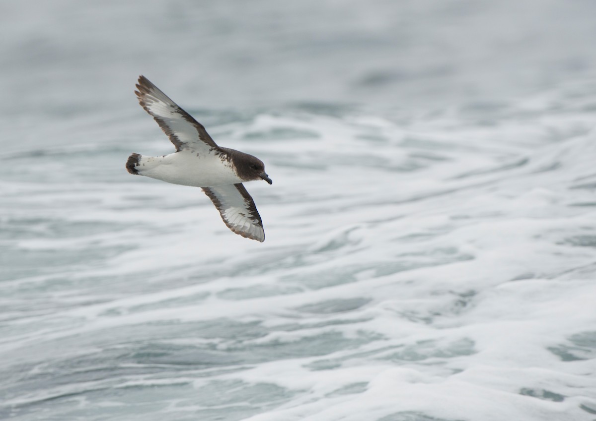 Damier du Cap - ML647638737