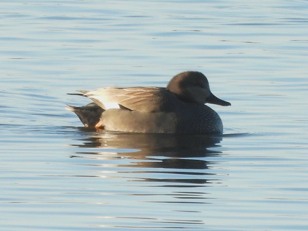 Canard chipeau - ML647638738