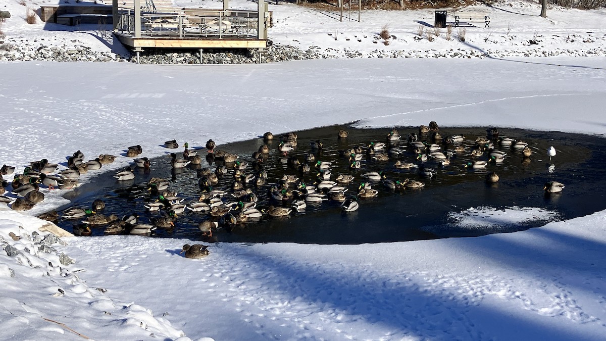 Canard colvert - ML647638740