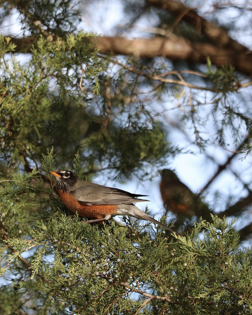 Merle d'Amérique - ML647638741
