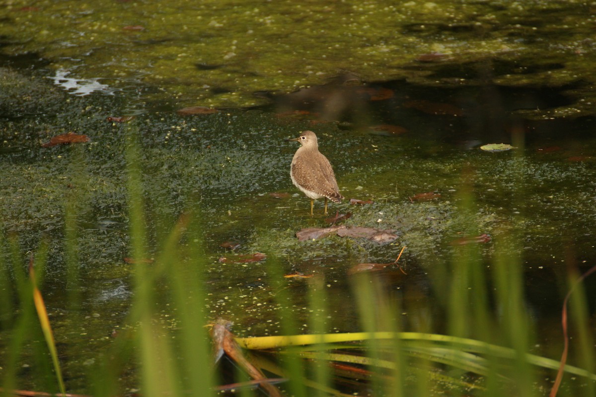 Chevalier solitaire - ML647638742