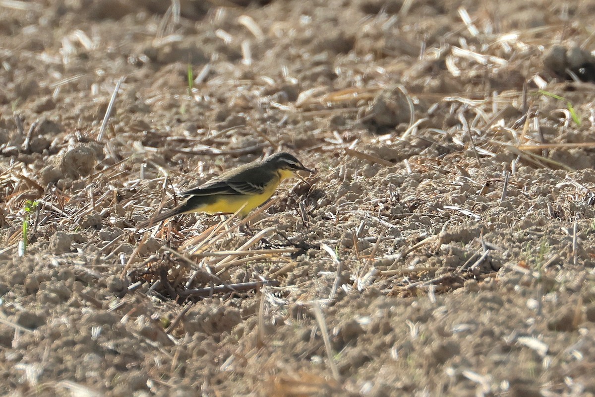 Eastern Yellow Wagtail (Eastern) - ML647638743
