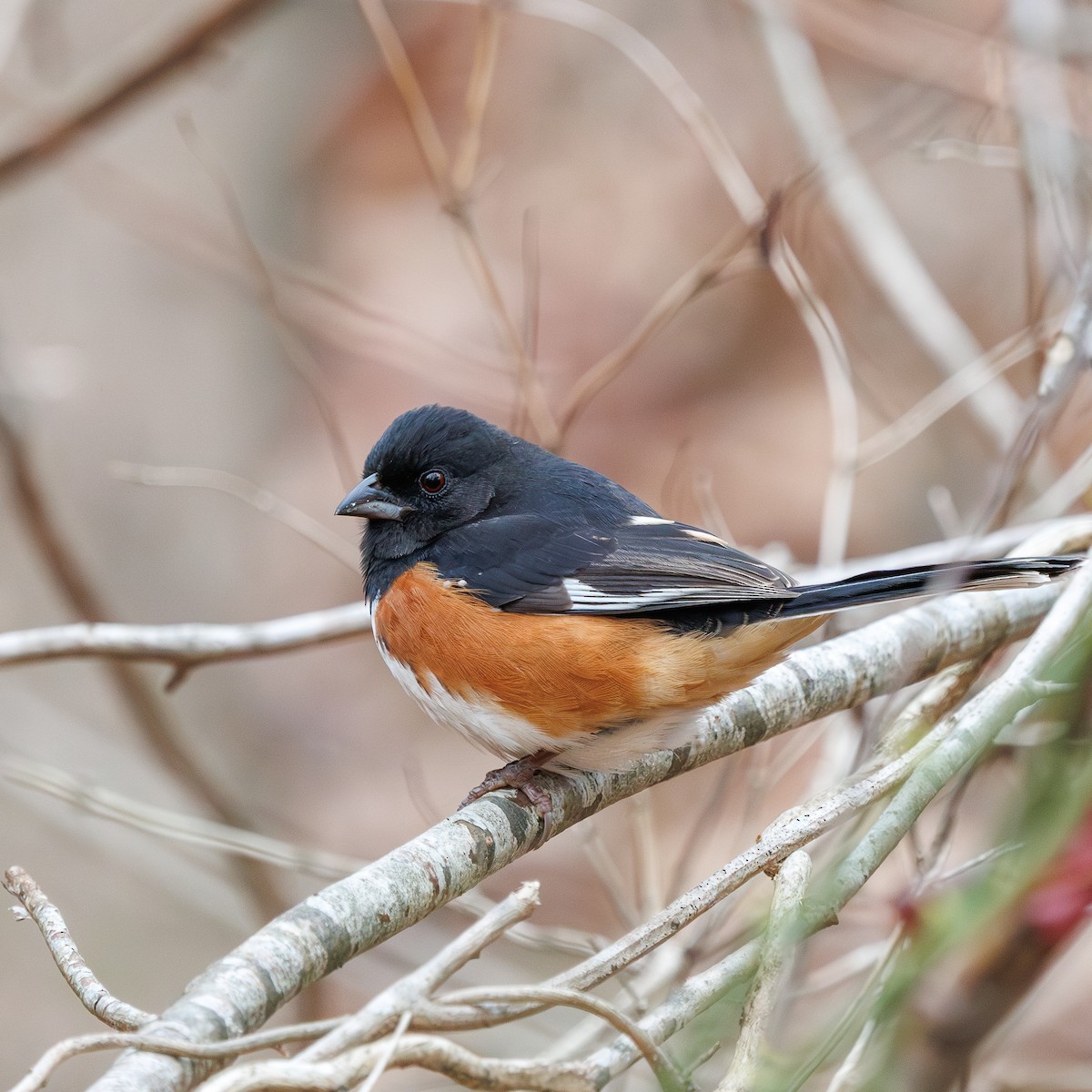 Tohi à flancs roux - ML647638746